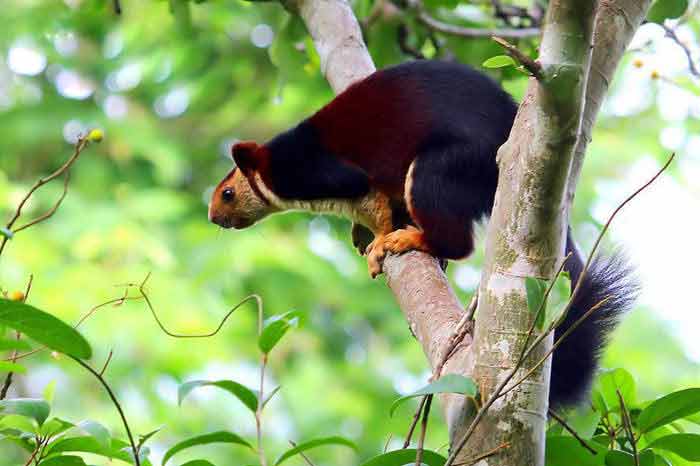 Jungle Holidayz, Jungle Holidays, Jungle Holidayz Masinagudi, Masinagudi Jeep Safari, Masinagudi Trekking, Masinagudi Gipsy Safari, Masinagudi Waterfalls, Masinagudi Camp Fire, Masinagudi Historical Places, Masinagudi Sightseeing,  Masinagudi Trekking, Masinagudi Travels, Masinagudi Tours, Masinagudi Tours And Travels, Car Rents Masinagudi, Car Rentals Ooty, Cab Services Masinagudi, Cab Rentals, Taxi Rentals, Travels Masinagudi, Tourism Masinagudi, Jungle Holidayz Ooty, Ooty Jeep Safari, Ooty Trekking, Ooty Gipsy Safari, Ooty Waterfalls, Ooty Camp Fire, Ooty Historical Places, Ooty Sightseeing, Mysore Sightseeing,  Masinagudi, Masinagudi Resorts,  Masinagudi  Resort, Masinagudi Resorts, Masinagudi Hotels, Masinagudi Jungle Lodge, Masinagudi Jungle, Masinagudi Wild Life Resorts, Masinagudi Forest Hotel, Masinagudi Forest Resorts, Wildlife Resorts In Masinagudi, Masinagudi Cottages, Masinagudi Resorts Tree House, Jungle Retreat Resort Masinagudi, Jungle Hut Resort Masinagudi, Masinagudi Resorts Tariff, Safari Land Resort Masinagudi, Masinagudi Location, Masinagudi Home Stay, Masinagudi Jungle Resort, Masinagudi Cottages, Masinagudi Tree House, Masinagudi Weather, Masinagudi To Ooty, Most Popular Resorts In Masinagudi, Best Masinagudi Resorts, Hotels In Masinagudi, Resorts In Masinagudi, Cottages In Masinagudi, Home Stay In Masinagudi, Rooms In Masinagudi, Bird Watching Masinagudi,  Birding In Masinagudi, Wildlife Resort In Masinagudi, Resorts In Masinagudi-Mudumalai, Masinagudi Location, Fire Camp In Masinagudi,  Masinagudi To Ooty, Masinagudi To Chennai,  Masinagudi To Coimbatore,  Masinagudi To Bangalore, Masinagudi Jungle Trekking,  Trekking In Masinagudi, Masinagudi Trekking Booking, Trekking Booking Ooty, Trekking Mudumalai, Trekking Nilgiris, Masinagudi Resort Booking, Masinagudi Cottage Booking, Places To Stay In Masinagudi, Trekking Through Masinagudi, Activities In Masinagudi Such As Trekking,  Adventure Jungle Camping, Adventure Jungle Package, Jungle Camping,  Jungle Package,  Luxury Adventure Package, Tree Top Package, Best Family Resort In Masinagudi, Best Family Resort In Masinagudi Mudumalai  Forest, Masinagudi Forest Wildlife Resort, Masinagudi Trekking Cost, Masinagudi Trekking Booking, Masinagudi Jeep Safari,  Masinagudi Trekking Shed, Vibudhimalai Trek, Activities In Masinagudi Mudumalai Trekking,  Night Trekking In Masinagudi, Best Forest Resort In Masinagudi‎ , Wildlife Forest Lodges & Resorts In Masinagudi
