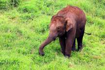 Jungle Holidayz, Jungle Holidays, Jungle Holidayz Masinagudi, Masinagudi Jeep Safari, Masinagudi Trekking, Masinagudi Gipsy Safari, Masinagudi Waterfalls, Masinagudi Camp Fire, Masinagudi Historical Places, Masinagudi Sightseeing,  Masinagudi Trekking, Masinagudi Travels, Masinagudi Tours, Masinagudi Tours And Travels, Car Rents Masinagudi, Car Rentals Ooty, Cab Services Masinagudi, Cab Rentals, Taxi Rentals, Travels Masinagudi, Tourism Masinagudi, Jungle Holidayz Ooty, Ooty Jeep Safari, Ooty Trekking, Ooty Gipsy Safari, Ooty Waterfalls, Ooty Camp Fire, Ooty Historical Places, Ooty Sightseeing, Mysore Sightseeing,  Masinagudi, Masinagudi Resorts,  Masinagudi  Resort, Masinagudi Resorts, Masinagudi Hotels, Masinagudi Jungle Lodge, Masinagudi Jungle, Masinagudi Wild Life Resorts, Masinagudi Forest Hotel, Masinagudi Forest Resorts, Wildlife Resorts In Masinagudi, Masinagudi Cottages, Masinagudi Resorts Tree House, Jungle Retreat Resort Masinagudi, Jungle Hut Resort Masinagudi, Masinagudi Resorts Tariff, Safari Land Resort Masinagudi, Masinagudi Location, Masinagudi Home Stay, Masinagudi Jungle Resort, Masinagudi Cottages, Masinagudi Tree House, Masinagudi Weather, Masinagudi To Ooty, Most Popular Resorts In Masinagudi, Best Masinagudi Resorts, Hotels In Masinagudi, Resorts In Masinagudi, Cottages In Masinagudi, Home Stay In Masinagudi, Rooms In Masinagudi, Bird Watching Masinagudi,  Birding In Masinagudi, Wildlife Resort In Masinagudi, Resorts In Masinagudi-Mudumalai, Masinagudi Location, Fire Camp In Masinagudi,  Masinagudi To Ooty, Masinagudi To Chennai,  Masinagudi To Coimbatore,  Masinagudi To Bangalore, Masinagudi Jungle Trekking,  Trekking In Masinagudi, Masinagudi Trekking Booking, Trekking Booking Ooty, Trekking Mudumalai, Trekking Nilgiris, Masinagudi Resort Booking, Masinagudi Cottage Booking, Places To Stay In Masinagudi, Trekking Through Masinagudi, Activities In Masinagudi Such As Trekking,  Adventure Jungle Camping, Adventure Jungle Package, Jungle Camping,  Jungle Package,  Luxury Adventure Package, Tree Top Package, Best Family Resort In Masinagudi, Best Family Resort In Masinagudi Mudumalai  Forest, Masinagudi Forest Wildlife Resort, Masinagudi Trekking Cost, Masinagudi Trekking Booking, Masinagudi Jeep Safari,  Masinagudi Trekking Shed, Vibudhimalai Trek, Activities In Masinagudi Mudumalai Trekking,  Night Trekking In Masinagudi, Best Forest Resort In Masinagudi‎ , Wildlife Forest Lodges & Resorts In Masinagudi