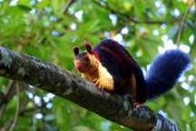 Jungle Holidayz, Jungle Holidays, Jungle Holidayz Masinagudi, Masinagudi Jeep Safari, Masinagudi Trekking, Masinagudi Gipsy Safari, Masinagudi Waterfalls, Masinagudi Camp Fire, Masinagudi Historical Places, Masinagudi Sightseeing,  Masinagudi Trekking, Masinagudi Travels, Masinagudi Tours, Masinagudi Tours And Travels, Car Rents Masinagudi, Car Rentals Ooty, Cab Services Masinagudi, Cab Rentals, Taxi Rentals, Travels Masinagudi, Tourism Masinagudi, Jungle Holidayz Ooty, Ooty Jeep Safari, Ooty Trekking, Ooty Gipsy Safari, Ooty Waterfalls, Ooty Camp Fire, Ooty Historical Places, Ooty Sightseeing, Mysore Sightseeing,  Masinagudi, Masinagudi Resorts,  Masinagudi  Resort, Masinagudi Resorts, Masinagudi Hotels, Masinagudi Jungle Lodge, Masinagudi Jungle, Masinagudi Wild Life Resorts, Masinagudi Forest Hotel, Masinagudi Forest Resorts, Wildlife Resorts In Masinagudi, Masinagudi Cottages, Masinagudi Resorts Tree House, Jungle Retreat Resort Masinagudi, Jungle Hut Resort Masinagudi, Masinagudi Resorts Tariff, Safari Land Resort Masinagudi, Masinagudi Location, Masinagudi Home Stay, Masinagudi Jungle Resort, Masinagudi Cottages, Masinagudi Tree House, Masinagudi Weather, Masinagudi To Ooty, Most Popular Resorts In Masinagudi, Best Masinagudi Resorts, Hotels In Masinagudi, Resorts In Masinagudi, Cottages In Masinagudi, Home Stay In Masinagudi, Rooms In Masinagudi, Bird Watching Masinagudi,  Birding In Masinagudi, Wildlife Resort In Masinagudi, Resorts In Masinagudi-Mudumalai, Masinagudi Location, Fire Camp In Masinagudi,  Masinagudi To Ooty, Masinagudi To Chennai,  Masinagudi To Coimbatore,  Masinagudi To Bangalore, Masinagudi Jungle Trekking,  Trekking In Masinagudi, Masinagudi Trekking Booking, Trekking Booking Ooty, Trekking Mudumalai, Trekking Nilgiris, Masinagudi Resort Booking, Masinagudi Cottage Booking, Places To Stay In Masinagudi, Trekking Through Masinagudi, Activities In Masinagudi Such As Trekking,  Adventure Jungle Camping, Adventure Jungle Package, Jungle Camping,  Jungle Package,  Luxury Adventure Package, Tree Top Package, Best Family Resort In Masinagudi, Best Family Resort In Masinagudi Mudumalai  Forest, Masinagudi Forest Wildlife Resort, Masinagudi Trekking Cost, Masinagudi Trekking Booking, Masinagudi Jeep Safari,  Masinagudi Trekking Shed, Vibudhimalai Trek, Activities In Masinagudi Mudumalai Trekking,  Night Trekking In Masinagudi, Best Forest Resort In Masinagudi‎ , Wildlife Forest Lodges & Resorts In Masinagudi