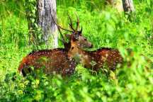 Jungle Holidayz, Jungle Holidays, Jungle Holidayz Masinagudi, Masinagudi Jeep Safari, Masinagudi Trekking, Masinagudi Gipsy Safari, Masinagudi Waterfalls, Masinagudi Camp Fire, Masinagudi Historical Places, Masinagudi Sightseeing,  Masinagudi Trekking, Masinagudi Travels, Masinagudi Tours, Masinagudi Tours And Travels, Car Rents Masinagudi, Car Rentals Ooty, Cab Services Masinagudi, Cab Rentals, Taxi Rentals, Travels Masinagudi, Tourism Masinagudi, Jungle Holidayz Ooty, Ooty Jeep Safari, Ooty Trekking, Ooty Gipsy Safari, Ooty Waterfalls, Ooty Camp Fire, Ooty Historical Places, Ooty Sightseeing, Mysore Sightseeing,  Masinagudi, Masinagudi Resorts,  Masinagudi  Resort, Masinagudi Resorts, Masinagudi Hotels, Masinagudi Jungle Lodge, Masinagudi Jungle, Masinagudi Wild Life Resorts, Masinagudi Forest Hotel, Masinagudi Forest Resorts, Wildlife Resorts In Masinagudi, Masinagudi Cottages, Masinagudi Resorts Tree House, Jungle Retreat Resort Masinagudi, Jungle Hut Resort Masinagudi, Masinagudi Resorts Tariff, Safari Land Resort Masinagudi, Masinagudi Location, Masinagudi Home Stay, Masinagudi Jungle Resort, Masinagudi Cottages, Masinagudi Tree House, Masinagudi Weather, Masinagudi To Ooty, Most Popular Resorts In Masinagudi, Best Masinagudi Resorts, Hotels In Masinagudi, Resorts In Masinagudi, Cottages In Masinagudi, Home Stay In Masinagudi, Rooms In Masinagudi, Bird Watching Masinagudi,  Birding In Masinagudi, Wildlife Resort In Masinagudi, Resorts In Masinagudi-Mudumalai, Masinagudi Location, Fire Camp In Masinagudi,  Masinagudi To Ooty, Masinagudi To Chennai,  Masinagudi To Coimbatore,  Masinagudi To Bangalore, Masinagudi Jungle Trekking,  Trekking In Masinagudi, Masinagudi Trekking Booking, Trekking Booking Ooty, Trekking Mudumalai, Trekking Nilgiris, Masinagudi Resort Booking, Masinagudi Cottage Booking, Places To Stay In Masinagudi, Trekking Through Masinagudi, Activities In Masinagudi Such As Trekking,  Adventure Jungle Camping, Adventure Jungle Package, Jungle Camping,  Jungle Package,  Luxury Adventure Package, Tree Top Package, Best Family Resort In Masinagudi, Best Family Resort In Masinagudi Mudumalai  Forest, Masinagudi Forest Wildlife Resort, Masinagudi Trekking Cost, Masinagudi Trekking Booking, Masinagudi Jeep Safari,  Masinagudi Trekking Shed, Vibudhimalai Trek, Activities In Masinagudi Mudumalai Trekking,  Night Trekking In Masinagudi, Best Forest Resort In Masinagudi‎ , Wildlife Forest Lodges & Resorts In Masinagudi