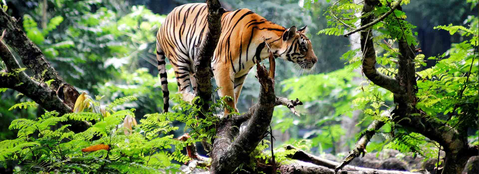 Jungle Holidayz, Jungle Holidays, Jungle Holidayz Masinagudi, Masinagudi Jeep Safari, Masinagudi Trekking, Masinagudi Gipsy Safari, Masinagudi Waterfalls, Masinagudi Camp Fire, Masinagudi Historical Places, Masinagudi Sightseeing,  Masinagudi Trekking, Masinagudi Travels, Masinagudi Tours, Masinagudi Tours And Travels, Car Rents Masinagudi, Car Rentals Ooty, Cab Services Masinagudi, Cab Rentals, Taxi Rentals, Travels Masinagudi, Tourism Masinagudi, Jungle Holidayz Ooty, Ooty Jeep Safari, Ooty Trekking, Ooty Gipsy Safari, Ooty Waterfalls, Ooty Camp Fire, Ooty Historical Places, Ooty Sightseeing, Mysore Sightseeing,  Masinagudi, Masinagudi Resorts,  Masinagudi  Resort, Masinagudi Resorts, Masinagudi Hotels, Masinagudi Jungle Lodge, Masinagudi Jungle, Masinagudi Wild Life Resorts, Masinagudi Forest Hotel, Masinagudi Forest Resorts, Wildlife Resorts In Masinagudi, Masinagudi Cottages, Masinagudi Resorts Tree House, Jungle Retreat Resort Masinagudi, Jungle Hut Resort Masinagudi, Masinagudi Resorts Tariff, Safari Land Resort Masinagudi, Masinagudi Location, Masinagudi Home Stay, Masinagudi Jungle Resort, Masinagudi Cottages, Masinagudi Tree House, Masinagudi Weather, Masinagudi To Ooty, Most Popular Resorts In Masinagudi, Best Masinagudi Resorts, Hotels In Masinagudi, Resorts In Masinagudi, Cottages In Masinagudi, Home Stay In Masinagudi, Rooms In Masinagudi, Bird Watching Masinagudi,  Birding In Masinagudi, Wildlife Resort In Masinagudi, Resorts In Masinagudi-Mudumalai, Masinagudi Location, Fire Camp In Masinagudi,  Masinagudi To Ooty, Masinagudi To Chennai,  Masinagudi To Coimbatore,  Masinagudi To Bangalore, Masinagudi Jungle Trekking,  Trekking In Masinagudi, Masinagudi Trekking Booking, Trekking Booking Ooty, Trekking Mudumalai, Trekking Nilgiris, Masinagudi Resort Booking, Masinagudi Cottage Booking, Places To Stay In Masinagudi, Trekking Through Masinagudi, Activities In Masinagudi Such As Trekking,  Adventure Jungle Camping, Adventure Jungle Package, Jungle Camping,  Jungle Package,  Luxury Adventure Package, Tree Top Package, Best Family Resort In Masinagudi, Best Family Resort In Masinagudi Mudumalai  Forest, Masinagudi Forest Wildlife Resort, Masinagudi Trekking Cost, Masinagudi Trekking Booking, Masinagudi Jeep Safari,  Masinagudi Trekking Shed, Vibudhimalai Trek, Activities In Masinagudi Mudumalai Trekking,  Night Trekking In Masinagudi, Best Forest Resort In Masinagudi‎ , Wildlife Forest Lodges & Resorts In Masinagudi